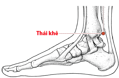 Huyệt Thái Khê - Y CỔ TRUYỀN