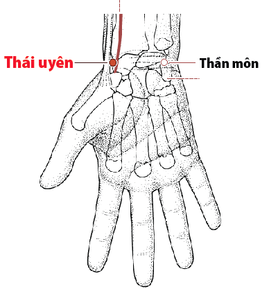 Huyệt Thái Uyên - Y CỔ TRUYỀN