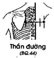 Huyệt Thần Đường - Y CỔ TRUYỀN