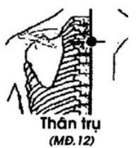Huyệt Thân Trụ - Y CỔ TRUYỀN