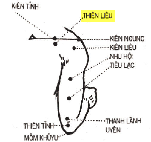 Huyệt Thiên Liêu - Y CỔ TRUYỀN