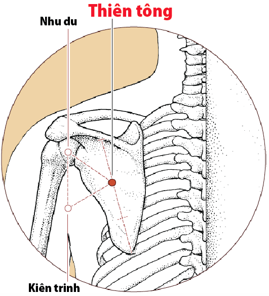 Huyệt Thiên Tông - Y CỔ TRUYỀN
