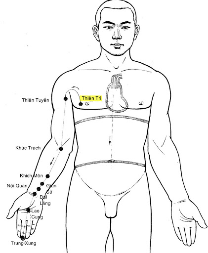 Huyệt Thiên Trì - Y CỔ TRUYỀN