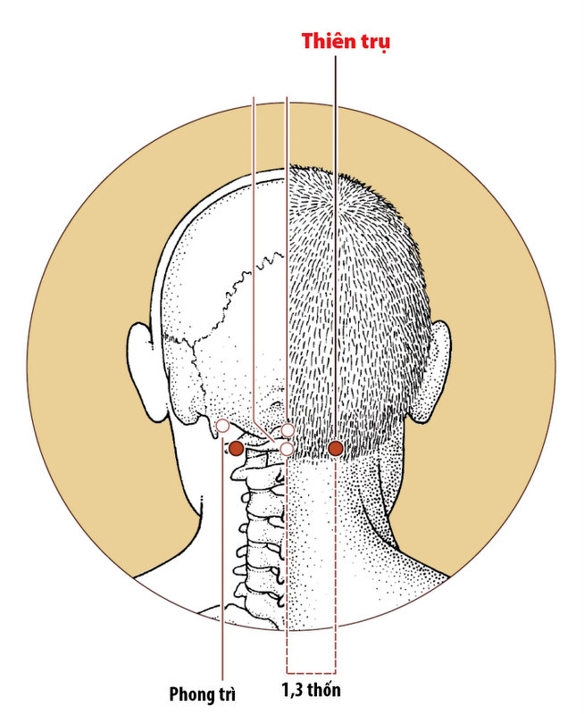 Huyệt Thiên Trụ - Y CỔ TRUYỀN