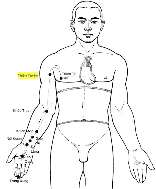 Huyệt Thiên Tuyền - Y CỔ TRUYỀN
