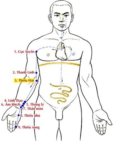 Huyệt Thiếu Hải - Y CỔ TRUYỀN