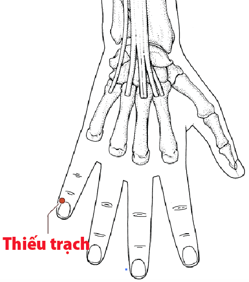 Huyệt Thiếu Trạch - Y CỔ TRUYỀN