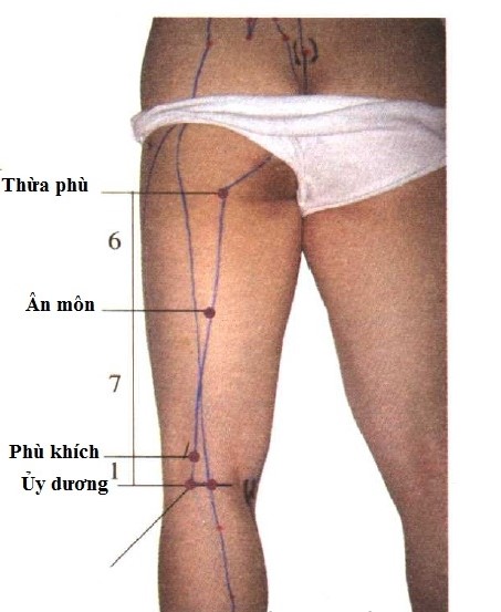 Huyệt Thừa Phù - Y CỔ TRUYỀN