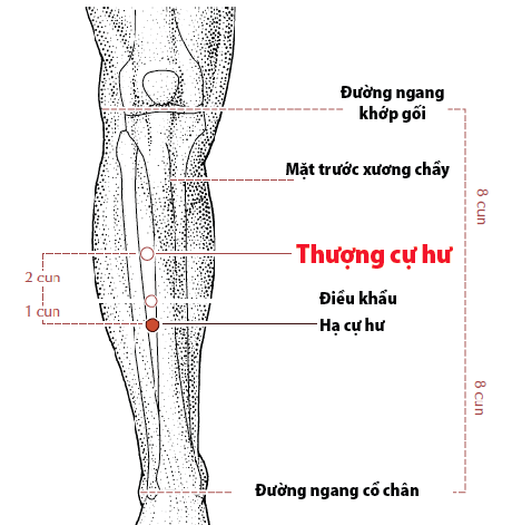 Huyệt Thượng Cự Hư - Y CỔ TRUYỀN