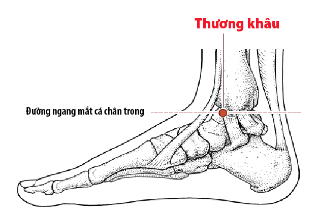 Huyệt Thương Khâu - Y CỔ TRUYỀN