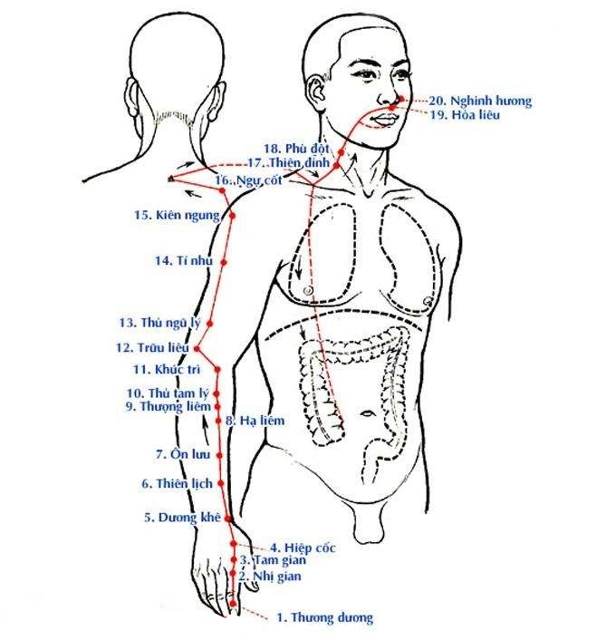 Huyệt Thượng Liêm - Y CỔ TRUYỀN