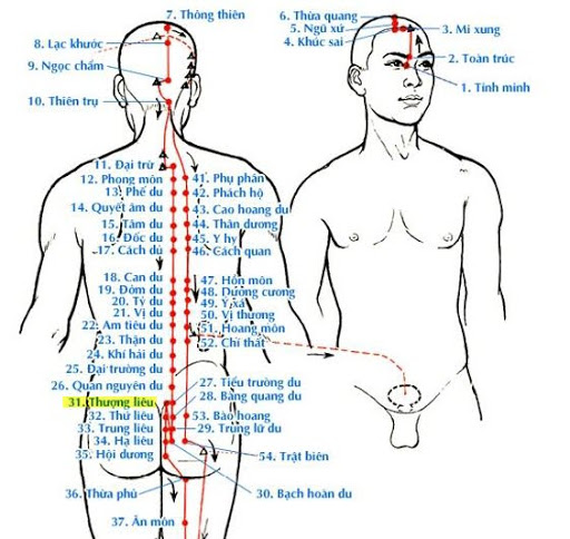 Huyệt Thượng Liêu - Y CỔ TRUYỀN