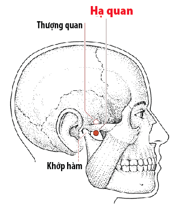 Huyệt Thượng Quan - Y CỔ TRUYỀN