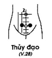 Huyệt Thủy Đạo - Y CỔ TRUYỀN