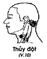 Huyệt Thủy Đột - Y CỔ TRUYỀN