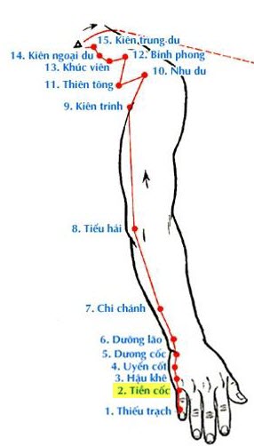 Huyệt Tiền Cốc - Y CỔ TRUYỀN