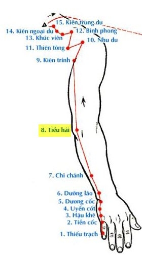 Huyệt Tiểu Hải - Y CỔ TRUYỀN