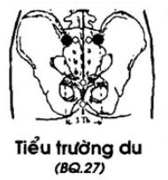 Huyệt Tiểu Trường Du - Y CỔ TRUYỀN