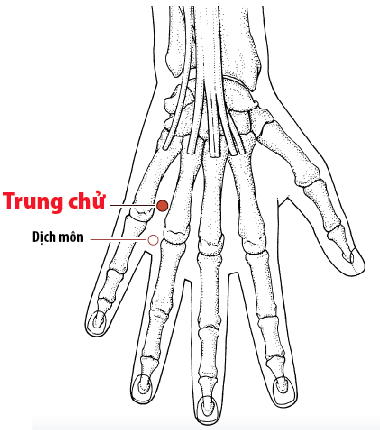 Huyệt Trung Chử - Y CỔ TRUYỀN