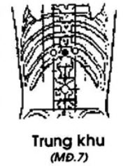 Huyệt Trung Khu - Y CỔ TRUYỀN
