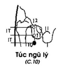 Huyệt Túc Ngũ Lý - Y CỔ TRUYỀN