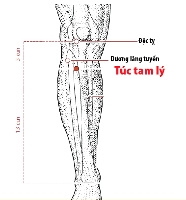 Huyệt Túc Tam Lý - Y CỔ TRUYỀN