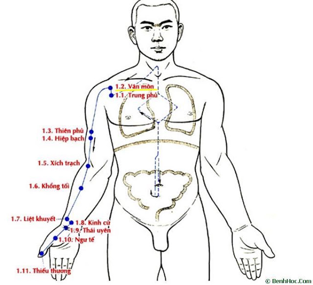 Huyệt Vân Môn - Y CỔ TRUYỀN