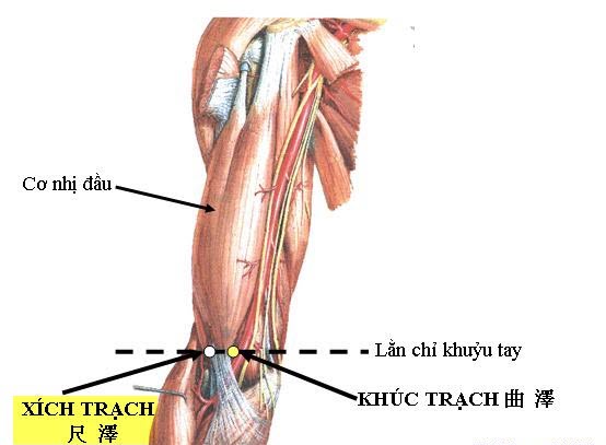 Huyệt Xích Trạch - Y CỔ TRUYỀN